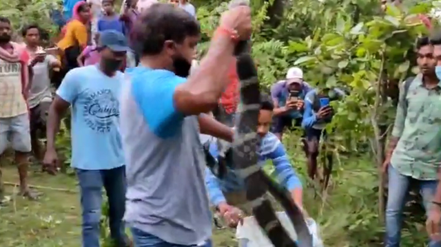 Bắt sống rắn hổ mang chúa "khủng" dài 5 mét nấp trong vườn nhà.