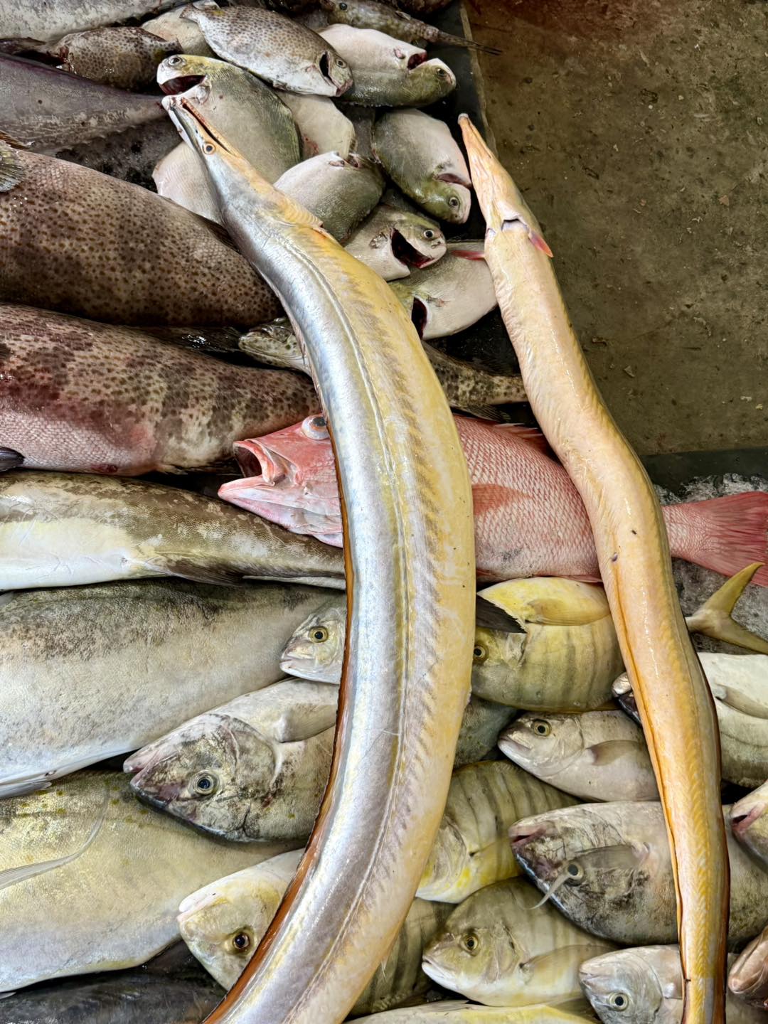 Những con cá lạc to bự, dài hàng mét, nặng hơn chục kg thường hiếm thấy. Đây là các con cá lạc đánh bắt ở vùng biển Phú Quốc tỉnh Kiên Giang, nay là tỉnh An Giang. Ảnh: FB: Đông Phú Quốc.