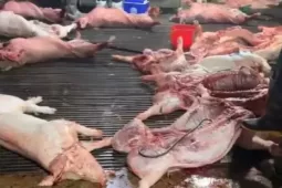 Hà Nội: Khởi tố 8 đối tượng trong đường dây buôn bán 300 tấn lợn mắc dịch tả lợn châu Phi