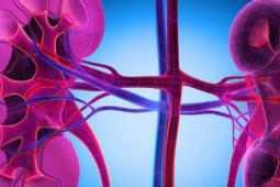 5 nhóm người có nguy cơ suy thận cao, người Việt cần biết để phòng tránh