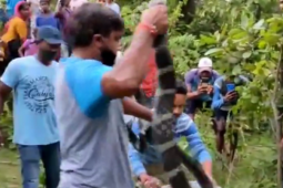 Video: Tóm sống rắn hổ mang chúa "khủng" dài 5 mét nấp trong vườn nhà, người dân tò mò ùn ùn kéo đến xem