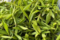 Loại rau dại giàu vitamin, giúp thanh nhiệt, giải độc, ăn một miếng cảm nhận hương vị mùa xuân đích thực