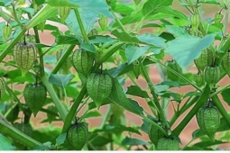 Việt Nam có cây thuốc quý, bổ ngang nhân sâm, không chăm vẫn tươi tốt quanh năm