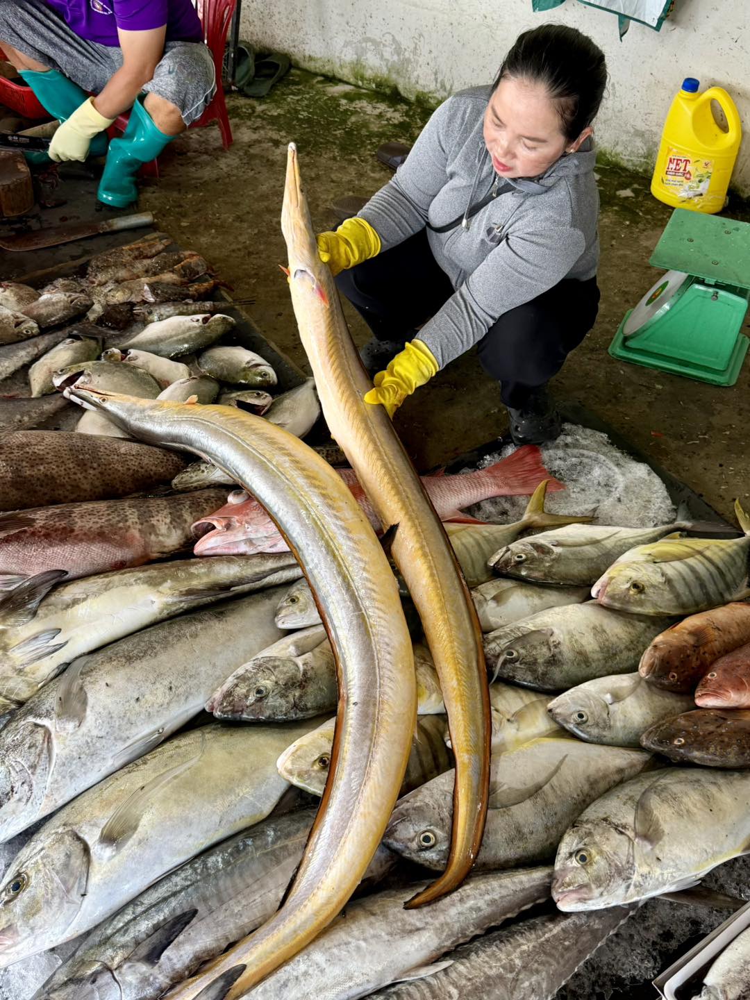 Những con cá lạc to bự, dài hàng mét, nặng hơn chục kg thường hiếm thấy. Đây là các con cá lạc đánh bắt ở vùng biển Phú Quốc tỉnh Kiên Giang, nay là tỉnh An Giang. Ảnh: FB: Đông Phú Quốc.