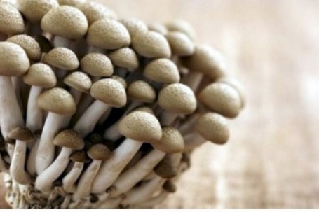 Hái ra tiền từ loại nấm bổ như nhân sâm