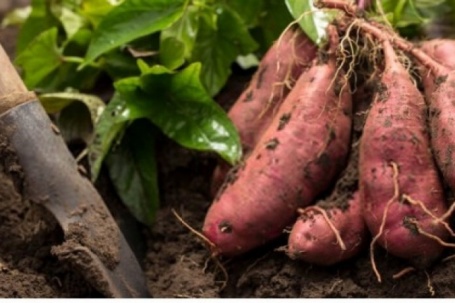 Chợ Việt có thứ củ giá rẻ bèo, ngọt bùi tự nhiên, ăn mỗi ngày sống khỏe thọ lâu