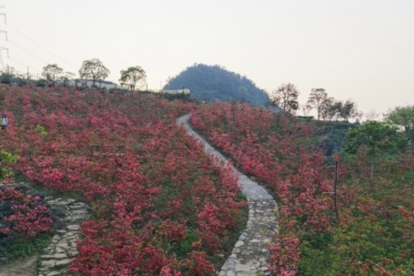 Hoa đỗ quyên bung nở ở Mộc Châu
