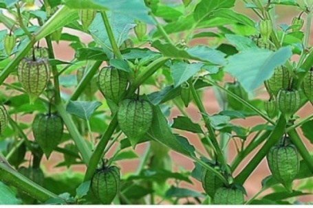 Việt Nam có cây thuốc quý, bổ ngang nhân sâm, không chăm vẫn tươi tốt quanh năm