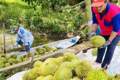 Sau lập đỉnh, giá sầu riêng quay đầu giảm mạnh