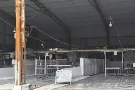 Tận thấy lò mổ gần 300 tấn lợn bệnh ở Hà Nội