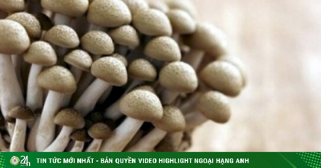 Hái ra tiền từ loại nấm bổ như nhân sâm