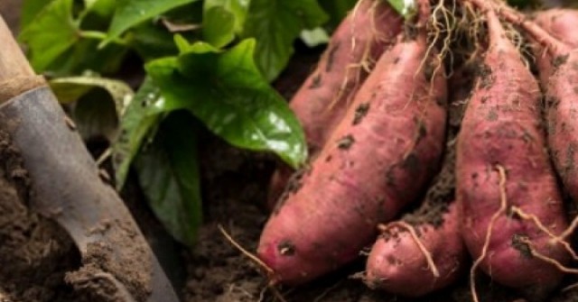 Chợ Việt có thứ củ giá rẻ bèo, ngọt bùi tự nhiên, ăn mỗi ngày sống khỏe thọ lâu