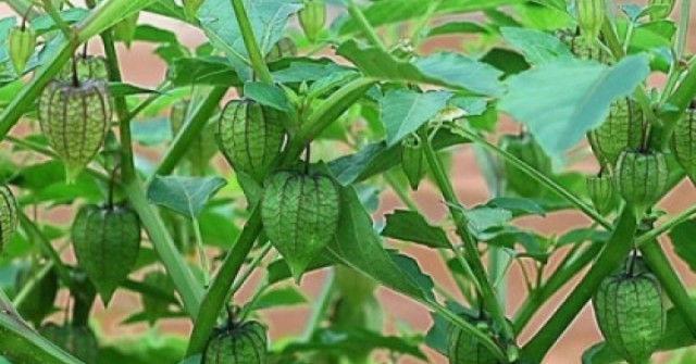 Việt Nam có cây thuốc quý, bổ ngang nhân sâm, không chăm vẫn tươi tốt quanh năm