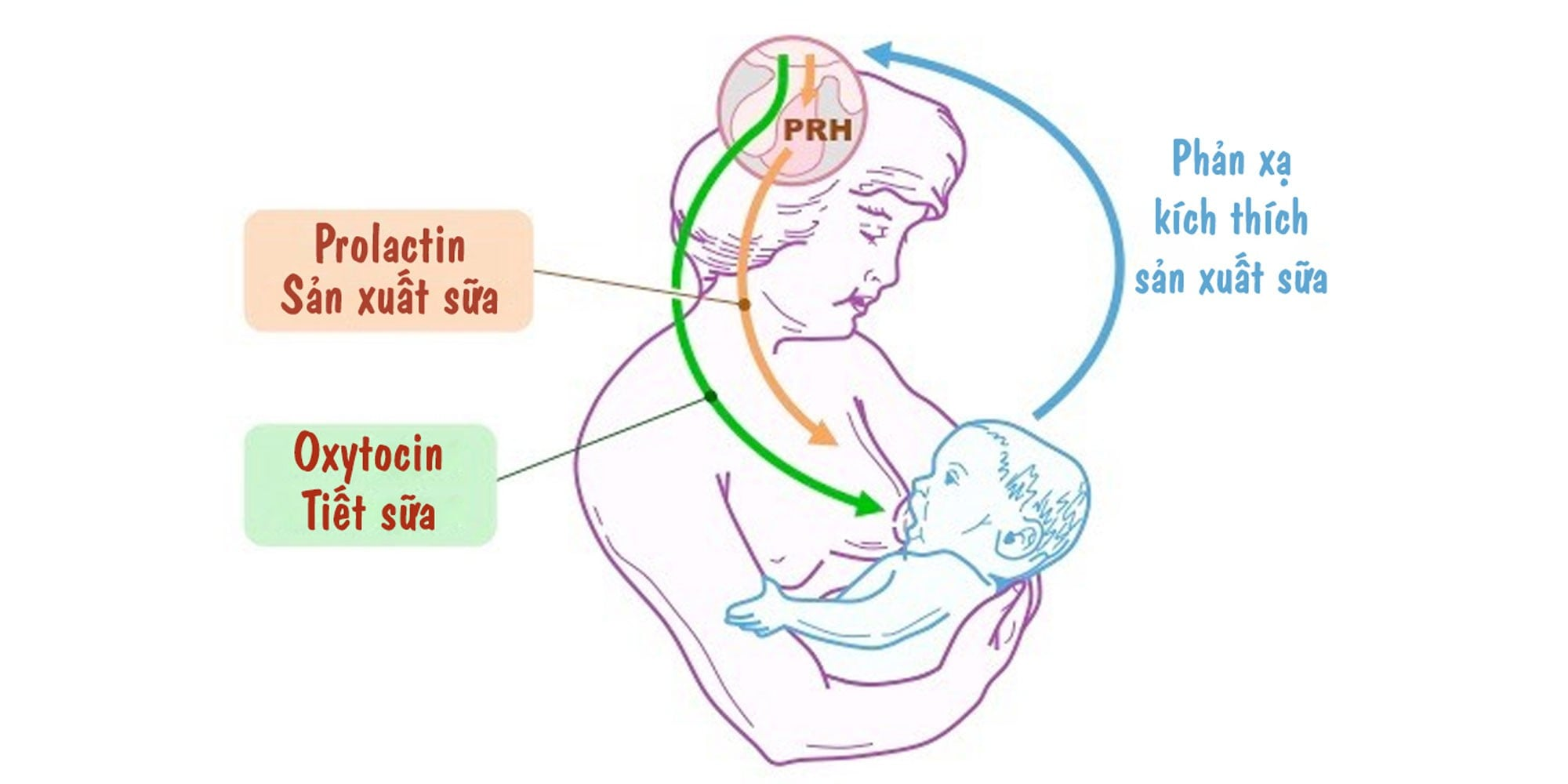 Hormone prolactin tham gia vào quá trình sản xuất sữa ở phụ nữ sau sinh