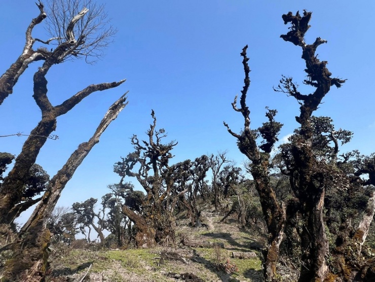 Theo ông Nguyễn Cao Cường - Chủ tịch Hợp tác xã du lịch cộng đồng Ngọc Chiến, người Mông ở Nậm Nghẹp xem khu rừng này như báu vật. Những cây cổ thụ hàng trăm năm tuổi được gìn giữ gần như nguyên trạng. Không có dấu vết của khai thác gỗ hay can thiệp thô bạo của con người. Chính sự tôn trọng tự nhiên ấy đã giúp rừng rêu tồn tại như một “bảo tàng sống” của hệ sinh thái núi cao.