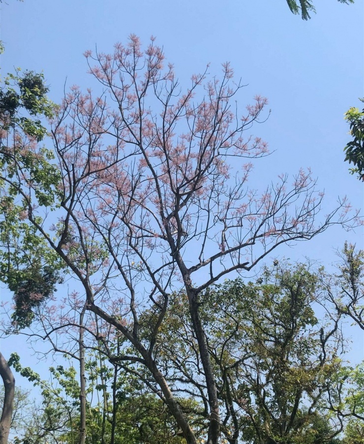 Ngô đồng ở công viên Thương Bạc. (Ảnh: Thùy Linh)