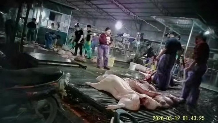 Khu vực tập kết lợn bệnh tại lò giết mổ