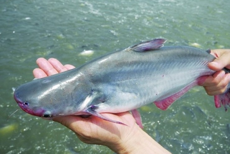 Cá tra Việt Nam vào thực đơn nhà hàng sushi "khó tính" nhất thế giới