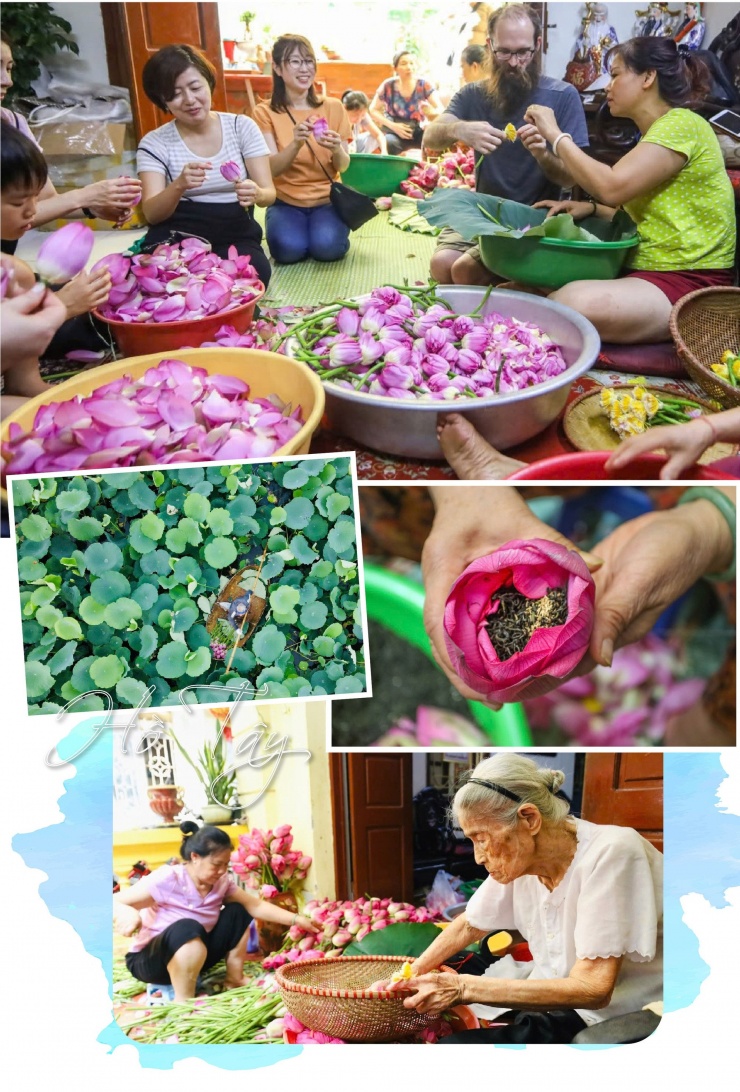 Tháng 6 khi sen hồng bắt đầu nở rộ tại các đầm ở Hồ Tây cũng là lúc người làm nghề ướp trà sen trứ danh Bách Diệp ở Hồ Tây tại phường Quảng An lại tất bật vào vụ mùa mới.