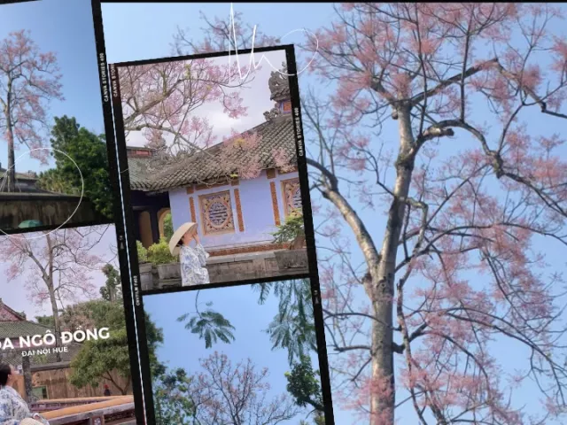 "Tọa độ" hoa ngô đồng xứ Huế: Ngoài Đại nội còn góc cây ở công viên ngát xanh