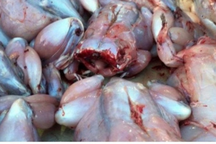 Thịt cóc có thực sự tốt như lời đồn? Cảnh báo không thể bỏ qua