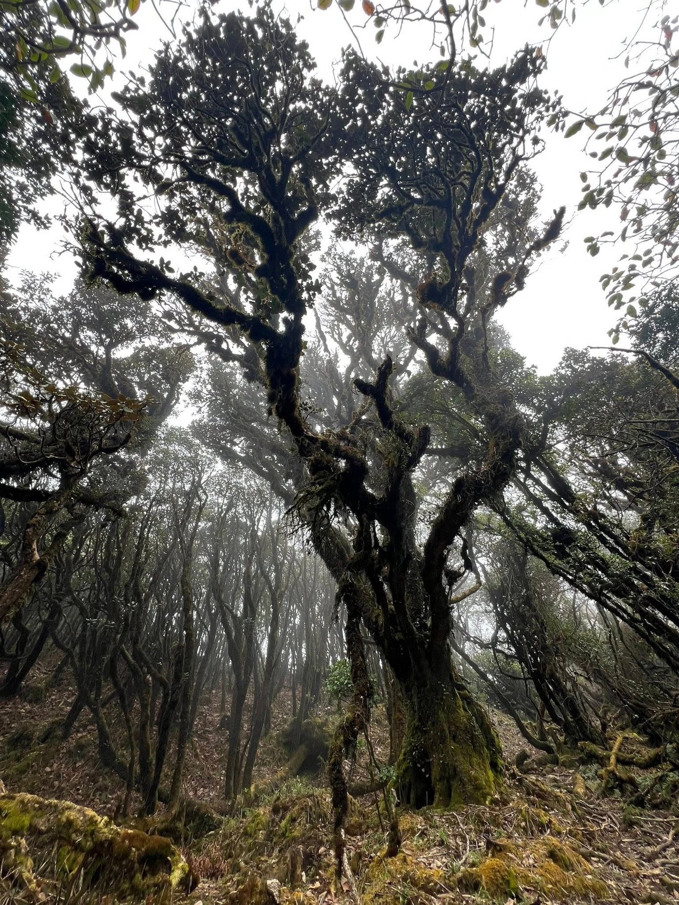 Theo người dân Nậm Nghẹp, mỗi cung đường là một thử thách khác nhau: Tà Rông nhẹ nhàng, phù hợp người mới; Tà Tao vừa sức nhưng giàu yếu tố văn hóa, tâm linh; Háu Nả Tà và Tà Dê Đơ đòi hỏi thể lực và kỹ năng.