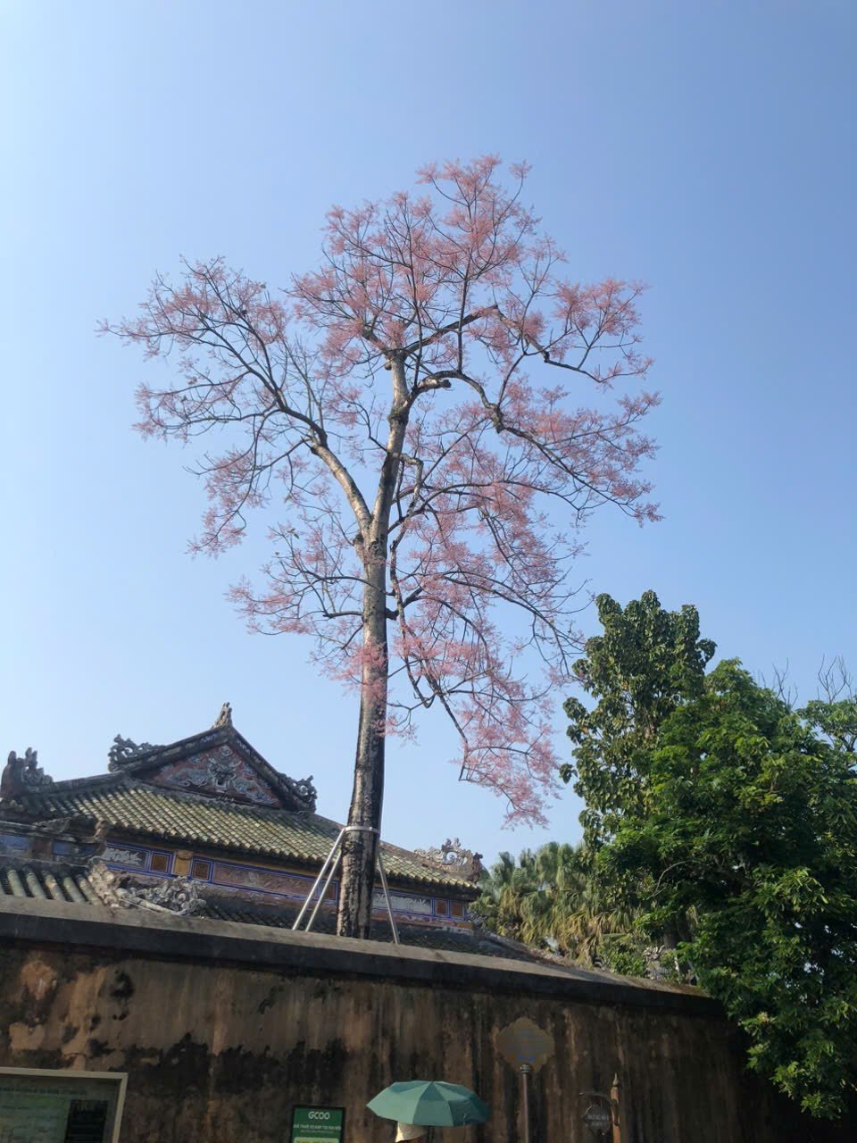 "Chùm kẹo mây" dễ thương ở điện Thái Hoà, Kinh Thành Huế. (Ảnh: Thùy Linh)