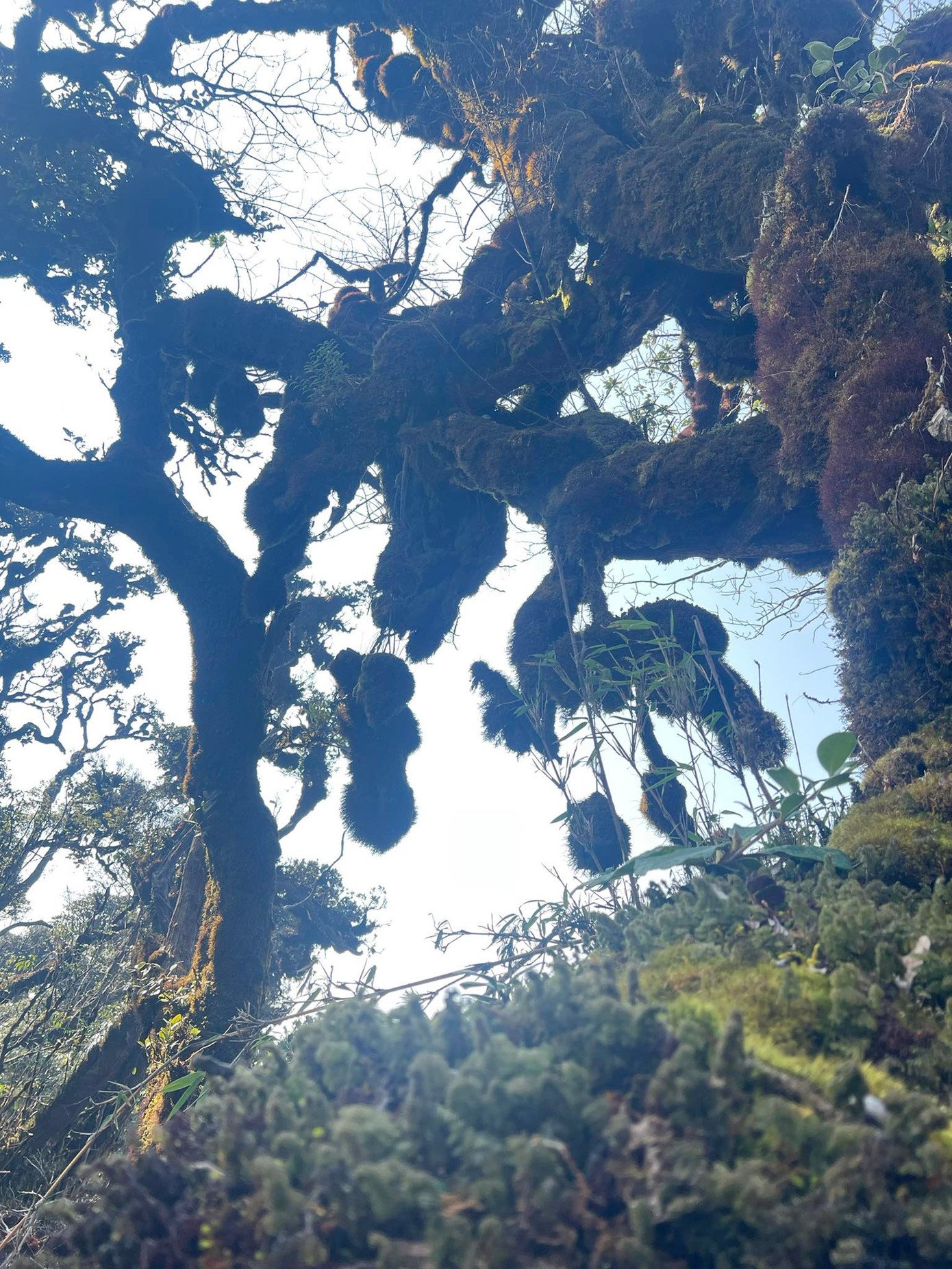 Tuy nhiên, điều khiến Nậm Nghẹp khác với nhiều điểm đến khác là cách người dân địa phương tiếp cận du lịch. Thay vì khai thác ồ ạt, họ lựa chọn hướng đi bền vững: Làm du lịch gắn với bảo tồn rừng. Các hướng dẫn viên người bản địa vừa dẫn đường, vừa là “người gác rừng”, nhắc nhở du khách không xả rác, không làm tổn hại hệ sinh thái. “Giữa bối cảnh nhiều khu rừng nguyên sinh bị thu hẹp, sự tồn tại bền vững của rừng già ở Nậm Nghẹp là điều đáng quý. Nơi đây không chỉ là điểm đến du lịch, nơi đây còn là lời nhắc nhở về giá trị của tự nhiên rằng vẫn còn những khoảng rừng nguyên thủy cần được gìn giữ”, ông Nguyễn Cao Cường chia sẻ.