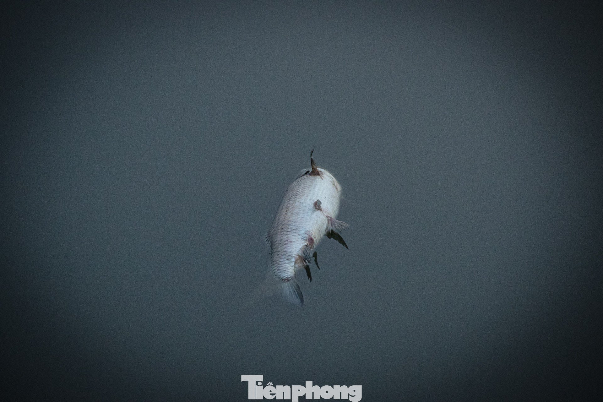 Mặt nước hồ Tây sủi bọt, ngập rác thải sinh hoạt và cá chết gây mất mỹ quan đô thị và đe dọa trực tiếp đến hệ sinh thái khu vực.