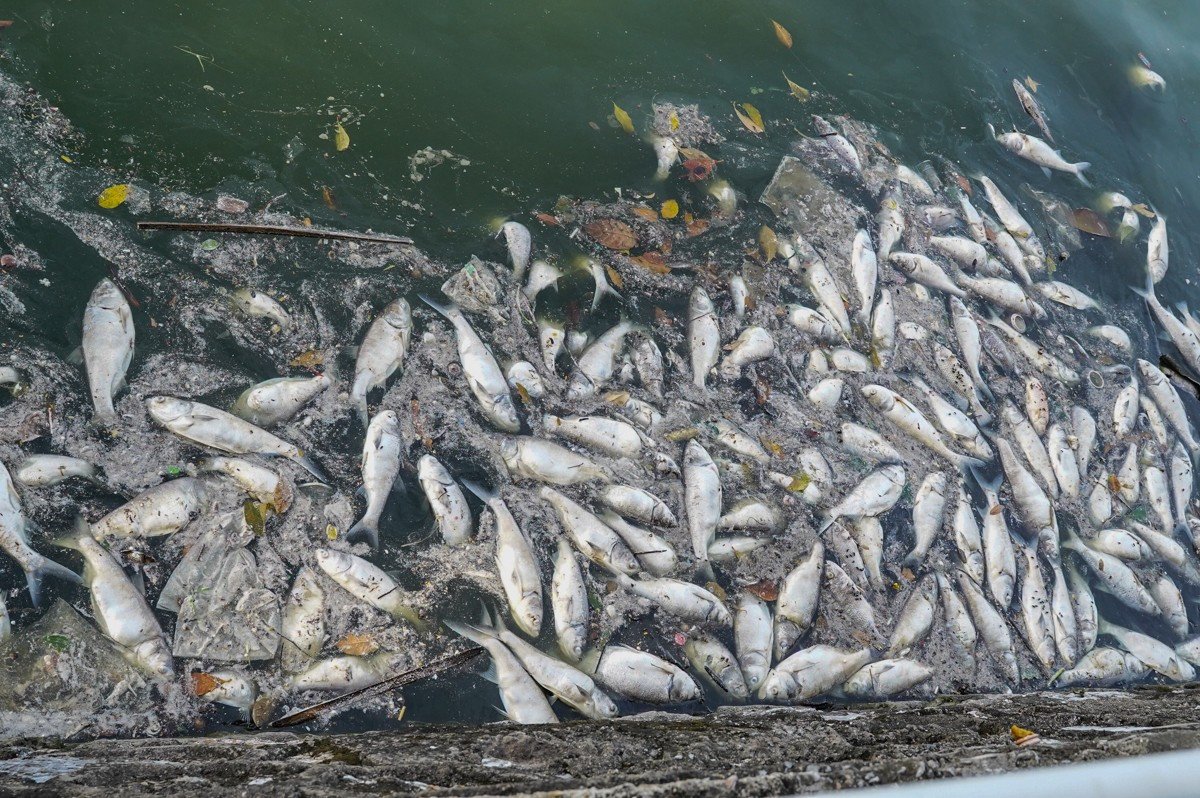 Hiện tượng cá chết nổi trắng mặt Hồ Tây vào tháng 10/2024.