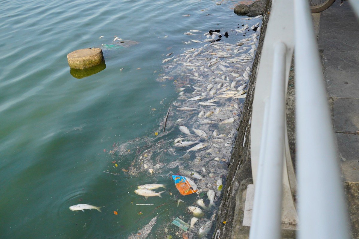 Hiện tượng cá chết nổi trắng mặt Hồ Tây vào tháng 10/2024.