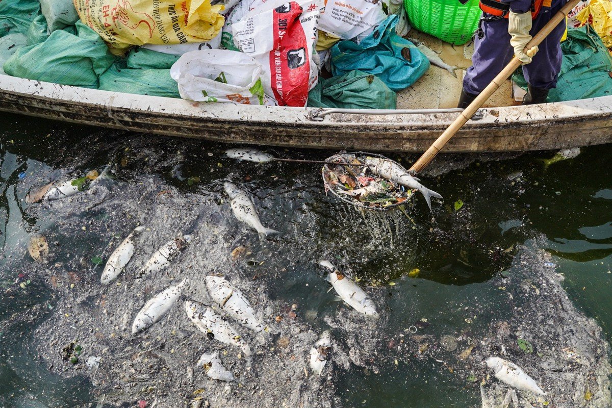 Hiện tượng cá chết nổi trắng mặt Hồ Tây vào tháng 10/2024.