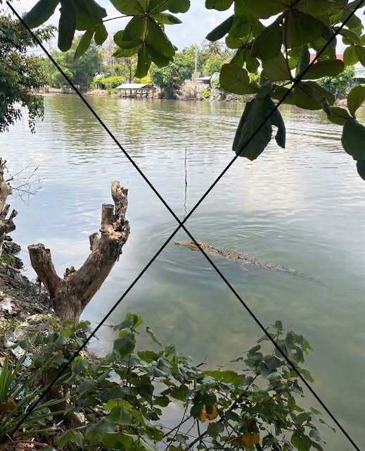 Hình ảnh cá sấu xuất hiện trên sông Chắc Băng là không đúng sự thật