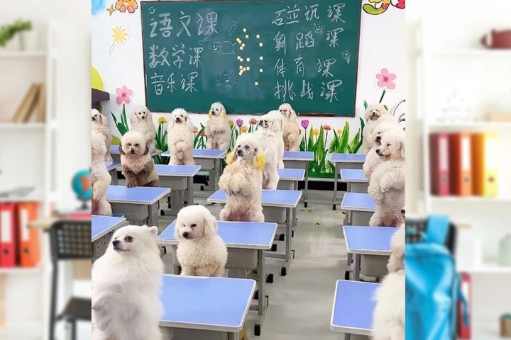 Không có thời gian chăm chó, cô gái chi tiền lớn gửi thú cưng đến trường "mẫu giáo".
