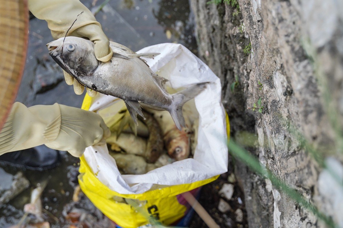 Hiện tượng cá chết nổi trắng mặt Hồ Tây vào tháng 10/2024.