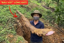 Tin tức sức khỏe - Việt Nam có một “báu vật dưới lòng đất” dài cả mét, tuy xấu xí nhưng siêu bổ dưỡng cho bàng quang!