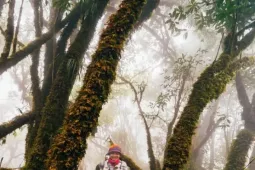 Mục sở thị khu rừng nguyên sinh 'độc nhất vô nhị' ở Sơn La