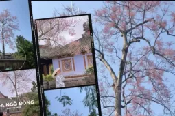 "Tọa độ" hoa ngô đồng xứ Huế: Ngoài Đại nội còn góc cây ở công viên ngát xanh