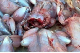 Thịt cóc có thực sự tốt như lời đồn? Cảnh báo không thể bỏ qua