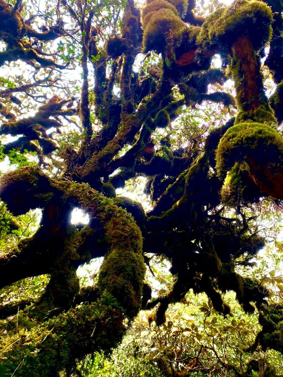 Điểm đặc biệt là suốt hành trình, rừng rêu luôn đồng hành, biến mỗi chặng leo núi thành một trải nghiệm thị giác hiếm có. Không phải là những cung đường khô khốc, khắc nghiệt, mà là hành trình xuyên qua “khu rừng cổ tích”, nơi thiên nhiên vẫn giữ được vẻ nguyên sơ hiếm hoi.