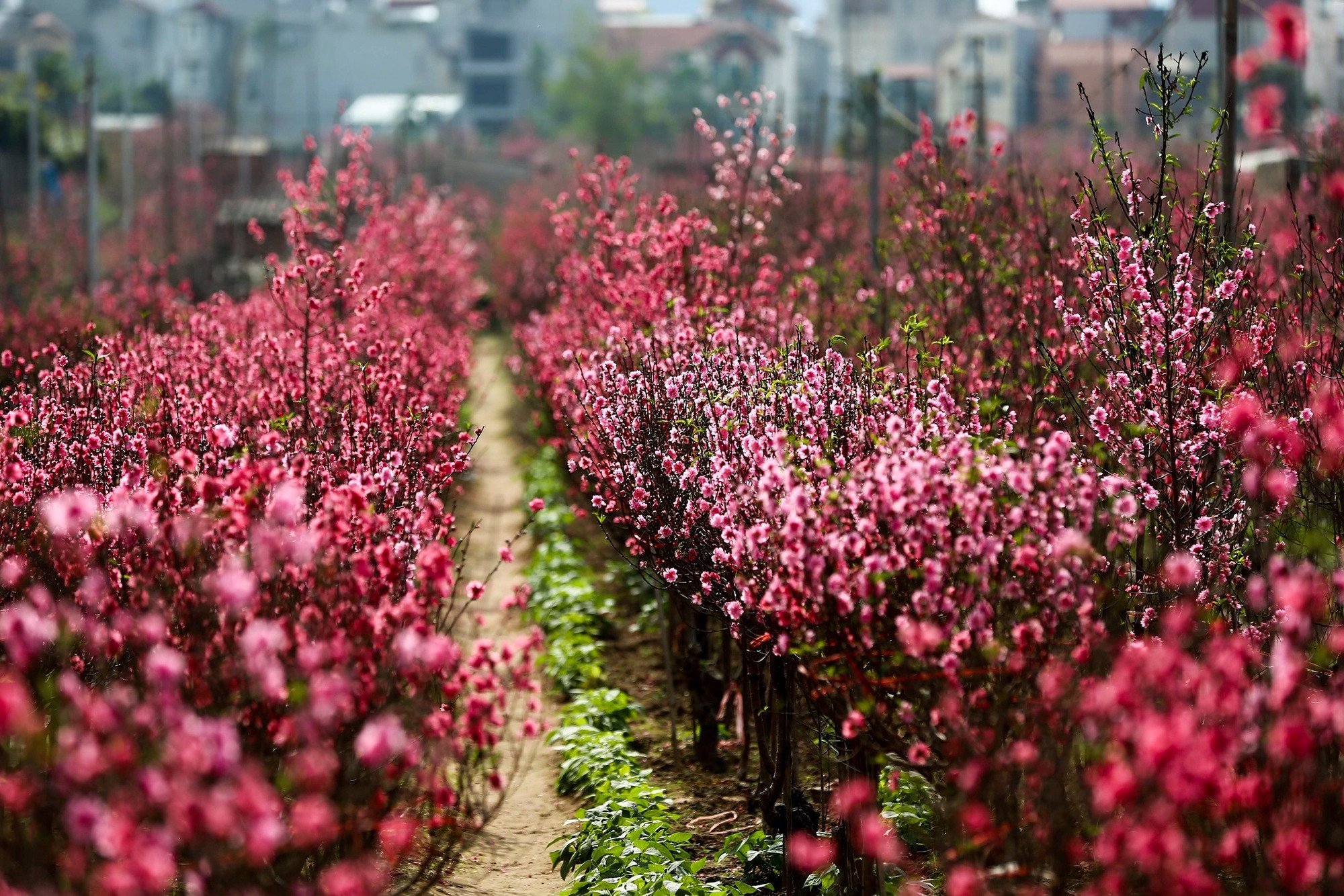 Đại chỉnh trang Hồ Tây: Cần 'nhạc trưởng' đủ tầm, sự tham gia của cộng đồng - 9