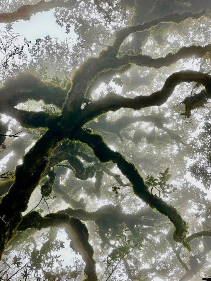 Điểm đặc biệt là suốt hành trình, rừng rêu luôn đồng hành, biến mỗi chặng leo núi thành một trải nghiệm thị giác hiếm có. Không phải là những cung đường khô khốc, khắc nghiệt, mà là hành trình xuyên qua “khu rừng cổ tích”, nơi thiên nhiên vẫn giữ được vẻ nguyên sơ hiếm hoi.