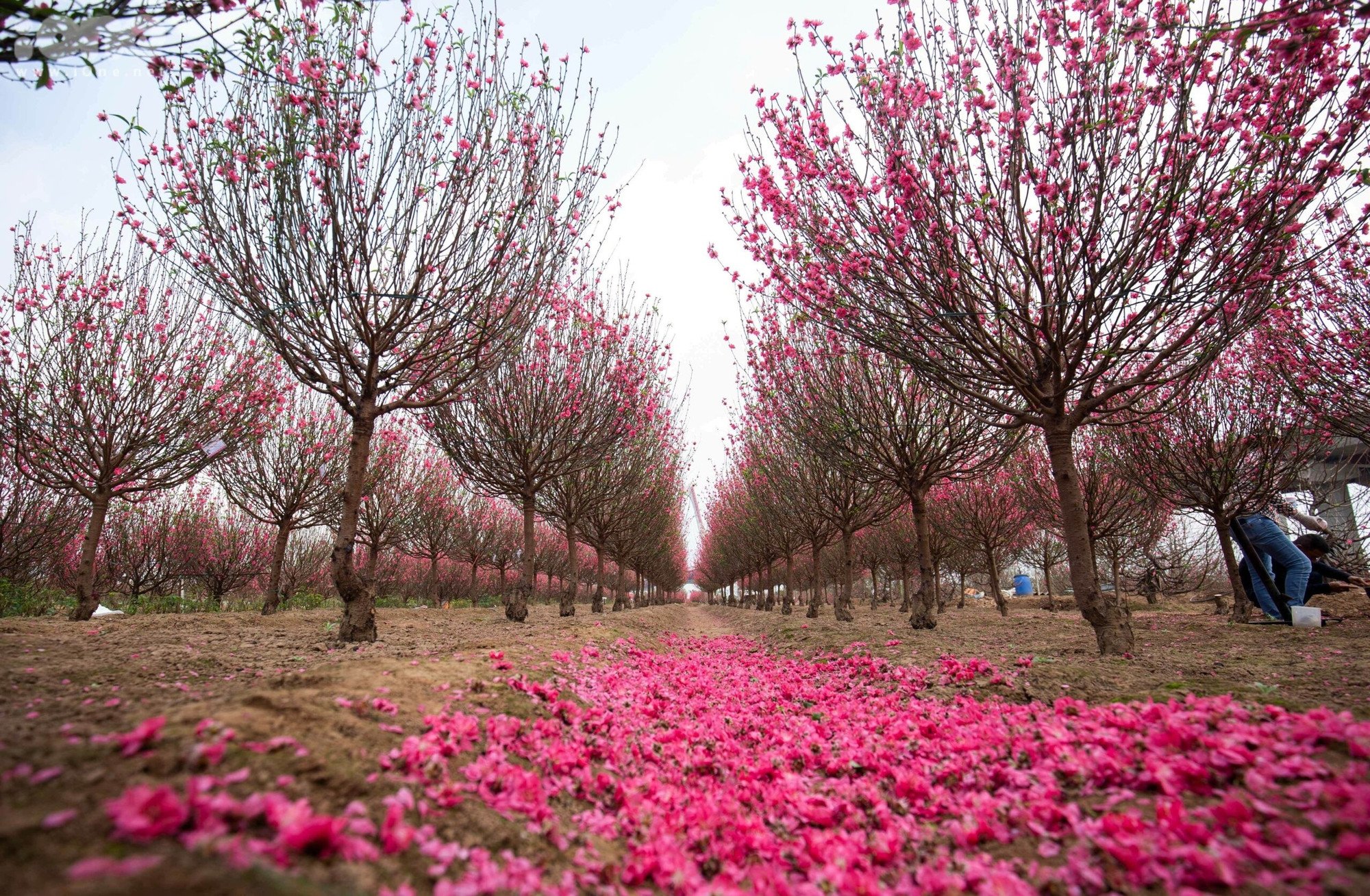 Đại chỉnh trang Hồ Tây: Cần 'nhạc trưởng' đủ tầm, sự tham gia của cộng đồng - 10