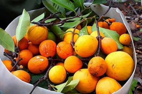 Từng bị bỏ quên trong rừng nay thành đặc sản lạ miền Tây, có nơi bán tới 150.000 đồng/kg