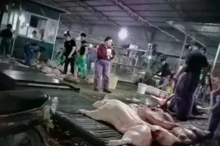 Vụ 300 tấn lợn bệnh tiêu thụ tại trường học, chợ đầu mối: Xem xét trách nhiệm cán bộ liên quan ra sao?