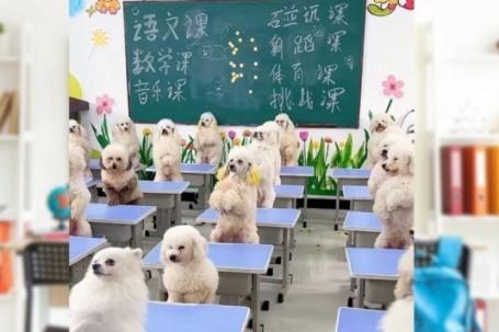 Cô gái gây tranh cãi khi chi 45 triệu đồng/tháng cho chó đi học