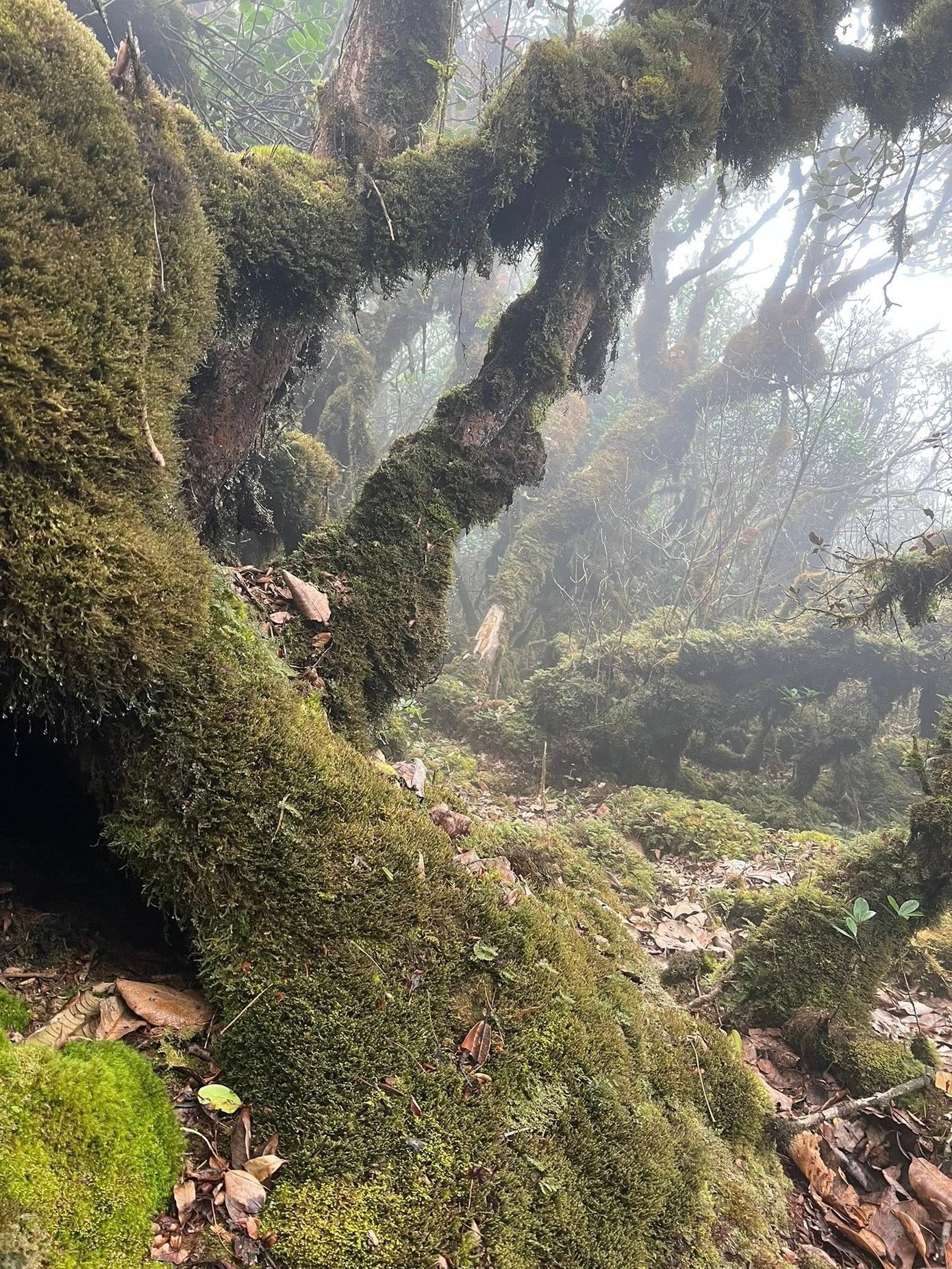 Một trong những điểm ấn tượng nhất là khu rừng rêu dưới chân đỉnh Tà Dê Đơ, cao gần 2.920m. Tại đây, ánh nắng hiếm hoi xuyên qua tán lá dày, kết hợp với màn sương giăng lối và lớp rêu phủ kín, tạo nên khung cảnh nửa thực, nửa mơ. Rêu không chỉ bám trên thân cây, rêu còn phủ kín những phiến đá, len lỏi qua từng gốc rễ, nhuộm cả không gian bằng sắc xanh trầm mặc, tạo nên khung cảnh kỳ ảo như trong truyện cổ.