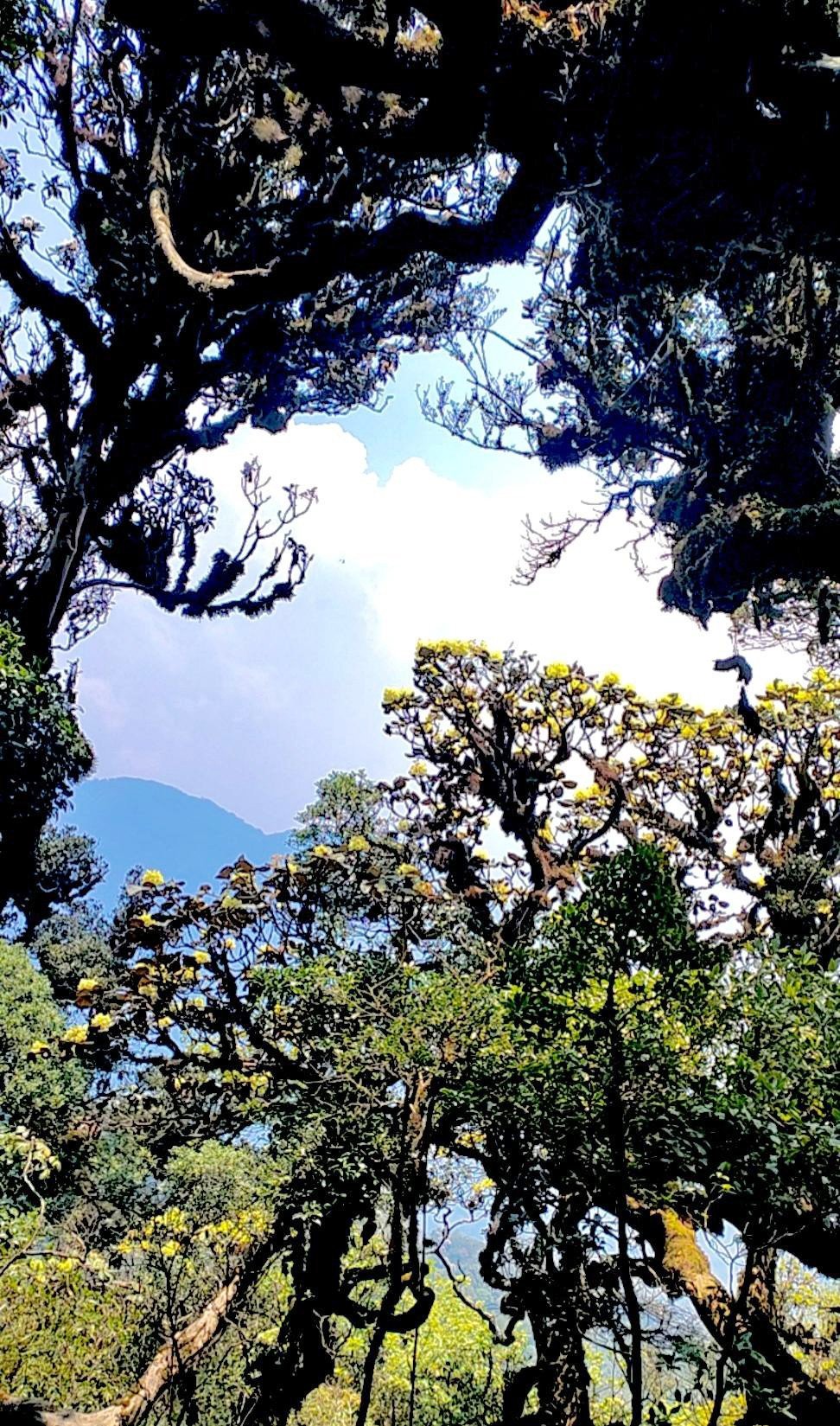 Không chỉ có rêu, hệ thực vật nơi đây còn phong phú với những cánh rừng hoa đỗ quyên cổ thụ, phong lá đỏ nổi bật giữa nền xanh, cùng nhiều loài cây bản địa quý hiếm. Vào mùa hoa, cả khu rừng bừng sáng với sắc đỏ, hồng, tím, tạo nên một bức tranh tương phản đầy mê hoặc. Xen giữa là những ghềnh đá dựng đứng, những dòng thác trắng xóa đổ xuống quanh năm, góp phần hoàn thiện vẻ đẹp vừa hùng vĩ, vừa nên thơ.