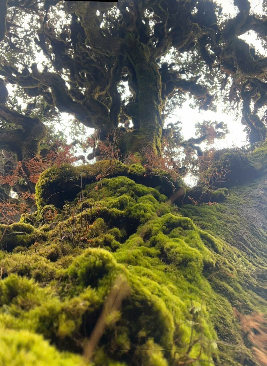 Tuy nhiên, điều khiến Nậm Nghẹp khác với nhiều điểm đến khác là cách người dân địa phương tiếp cận du lịch. Thay vì khai thác ồ ạt, họ lựa chọn hướng đi bền vững: Làm du lịch gắn với bảo tồn rừng. Các hướng dẫn viên người bản địa vừa dẫn đường, vừa là “người gác rừng”, nhắc nhở du khách không xả rác, không làm tổn hại hệ sinh thái. “Giữa bối cảnh nhiều khu rừng nguyên sinh bị thu hẹp, sự tồn tại bền vững của rừng già ở Nậm Nghẹp là điều đáng quý. Nơi đây không chỉ là điểm đến du lịch, nơi đây còn là lời nhắc nhở về giá trị của tự nhiên rằng vẫn còn những khoảng rừng nguyên thủy cần được gìn giữ”, ông Nguyễn Cao Cường chia sẻ.