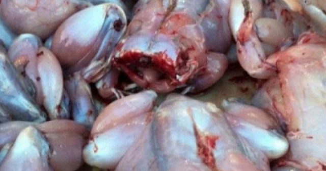 Thịt cóc có thực sự tốt như lời đồn? Cảnh báo không thể bỏ qua